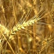 Культуры зерновые в ассортимете