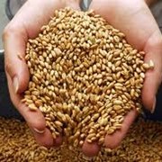 Зерно, зерновые культуры. Пшеница, ячмень, кукуруза, рапс.