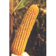 Семена кукурузы ЗПСК 578 фото