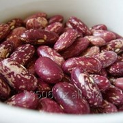 Фасоль продовольственный ( Kidney Beans ) фотография