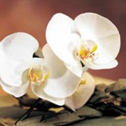 Грунт для орхидей (субстрат) марки Геофлора фото