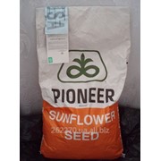 Семена подсолнечника Пионер ПР63А90 (Pioneer PR63A90)