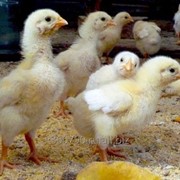 Комбикорм для цыплят фотография