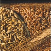 Семена озимой пшеницы фотография