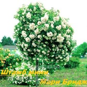 Саженец штамбовой розы мини белой Мари Бридж фотография