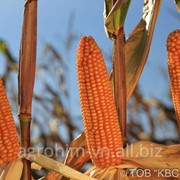 Насіння кукурудзи КВС-Україна РОНАЛЬДІНІО* імп (з 12.03), міш