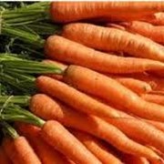 Морковь ранняя фото
