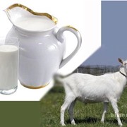 Продажа Молоко козье мелким и крупным оптом в Харьковском регионе и Украине фото