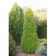 Туя западная на живую изгородь фото