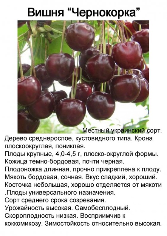 Сорт вишни чудо вишня описание фото Купить Вишня "Жуковская" в Калининграде по низкой цене