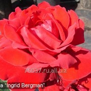 Роза Ingrid Bergman