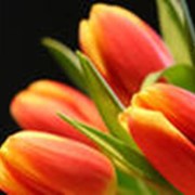 Тюльпаны оптом фото