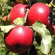 Саженцы яблонь Катерина фото