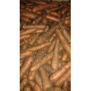 Морковь столовая свежая не мытая (РБ) фото