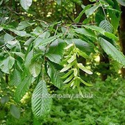 Граб обыкновенный Carpinus Betulus 40-60 no hedging