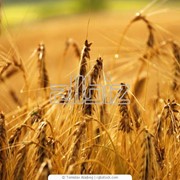 Пшеница яровая фотография