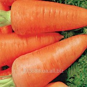 Морковь Рояль Шансон 0,5кг (GSN Франция)