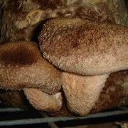 Выращивание грибов шиитаке фотография