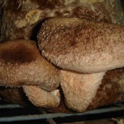 Выращивание грибов шиитаке фото