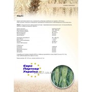 Насіння озимої пшениці МІДАС фото