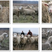 Овцы цигайской породы фото