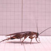 Уничтожение тараканов фото