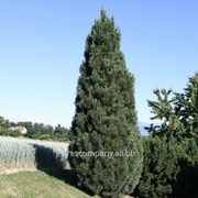 Сосна Черная Pinus nigra Pyramidalis 160-180 C69f фотография