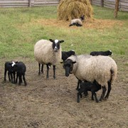 Шкуры овец романовской породы фото