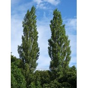 Тополь Populus nigra Italica Обхват ствола 300-350 фотография