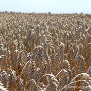Пшеница озимая "Дарунок Поділля"