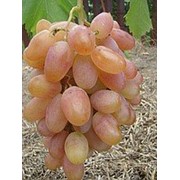 Саженцы, черенки, лоза винограда Преображение, Юбилей Новочеркасска фото