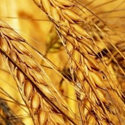 Пшеница твердая фото