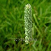 Семена тимофеевки луговой “Нарымская“ (элита) фото