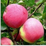 Саженцы яблонь, купить Украина фото