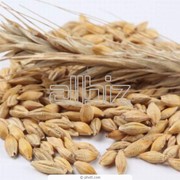 Пшеница фуражная 3 класс