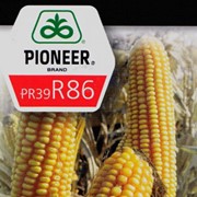 Семена кукурузы Pioneer PR39R86 / Пионер ПР39Р86 фото