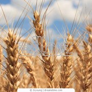 Фуражная пшеница фото