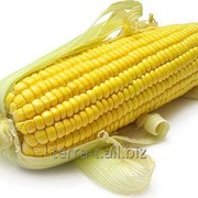 Семена кукурузы Пивиха фото