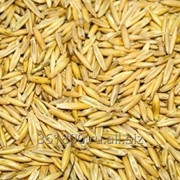 Овес фуражный фото