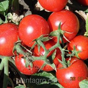 Семена томатов Прерия F1 М 852 5000 шт.