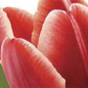 Фриз Tulips Тюльпаны 500x70 мм фотография
