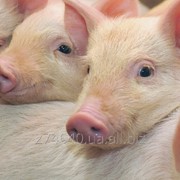 Премиксы для свиней фото