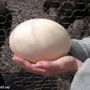 Яйца страусиные. Яйца страусиные недорого. Мы реализуем Яйца страусиные по всей Украине. Яйца страусиные по хорошей цене. фото