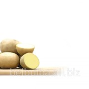 Картофель среднеранний Виктория 1 рс фотография