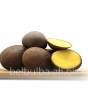 Картофель семенной Ароза 1 РС фотография