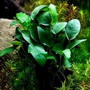 Аквариумное растение Анубиас Нана фото