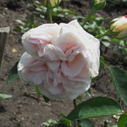 Саженцы роз Cymbalinе фото