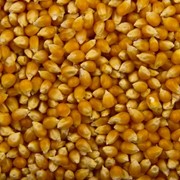 Кукуруза сельхоз производителя