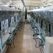 Установка доильная автоматизированная типа Тандем УДМ-Т фото