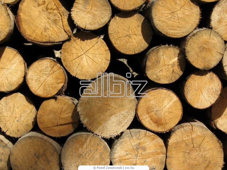 T me buy logs. Круглые лесоматериалы. Круглые лесоматериалы фото.